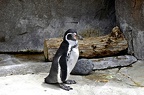 115-parque las aguilas - penguin