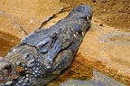134-parque las aguilas - alligator