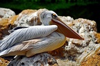 137-parque las aguilas - pelican