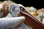 138-parque las aguilas - pelican