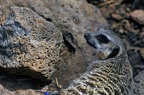 146-parque las aguilas - meerkat