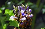168-parque las aguilas - plants