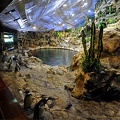 012 - loro parque - penguine