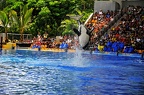 030 - loro parque - orcashow