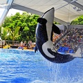033 - loro parque - orcashow