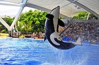 033 - loro parque - orcashow