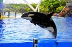035 - loro parque - orcashow