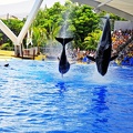 037 - loro parque - orcashow