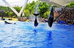 037 - loro parque - orcashow
