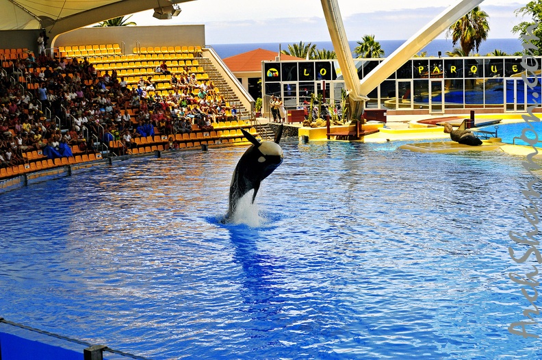 039 - loro parque - orcashow.jpg