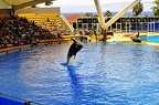 039 - loro parque - orcashow