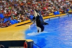 040 - loro parque - orcashow