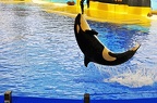 041 - loro parque - orcashow