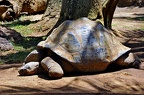 051 - loro parque - turtle