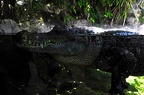 050 - loro parque - alligator