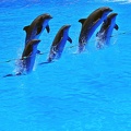 060 - loro parque - dolphin show