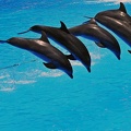 062 - loro parque - dolphin show