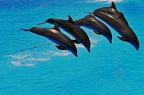062 - loro parque - dolphin show