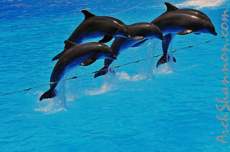 061 - loro parque - dolphin show.jpg