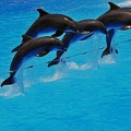 061 - loro parque - dolphin show