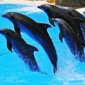 063 - loro parque - dolphin show