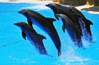 063 - loro parque - dolphin show