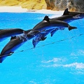 065 - loro parque - dolphin show