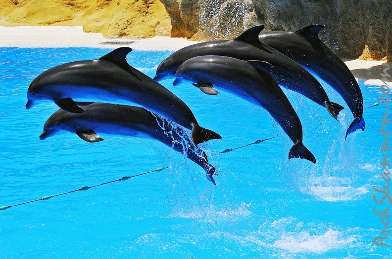 064 - loro parque - dolphin show.jpg