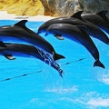 064 - loro parque - dolphin show