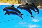 064 - loro parque - dolphin show