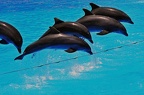066 - loro parque - dolphin show