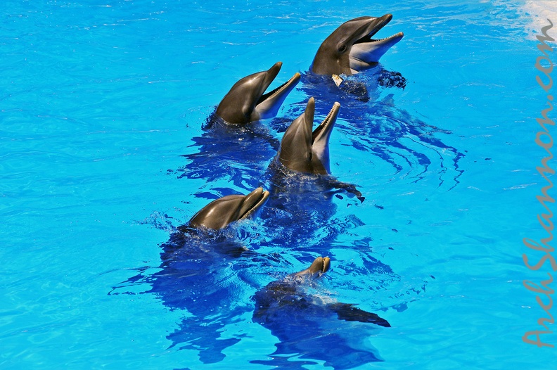 072 - loro parque - dolphin show.jpg