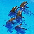 072 - loro parque - dolphin show