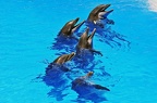 072 - loro parque - dolphin show
