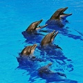 073 - loro parque - dolphin show