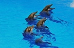 073 - loro parque - dolphin show