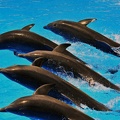 076 - loro parque - dolphin show