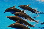 076 - loro parque - dolphin show