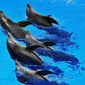 075 - loro parque - dolphin show