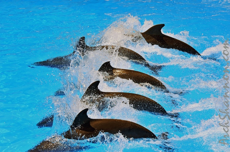 077 - loro parque - dolphin show.jpg