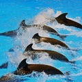 077 - loro parque - dolphin show