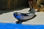 079 - loro parque - dolphin show