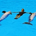 081 - loro parque - dolphin show