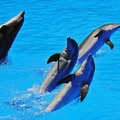 082 - loro parque - dolphin show