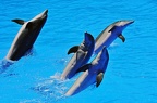 082 - loro parque - dolphin show