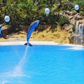 084 - loro parque - dolphin show