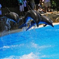 089 - loro parque - dolphin show