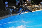 089 - loro parque - dolphin show