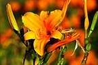 best of flowers 0434