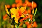 best of flowers 0435